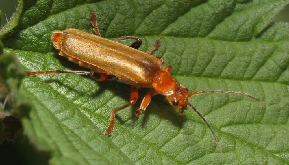 A Cantharis livida adult on a leaf